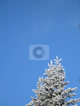 To use this stock image in your creative project, please select the size you need over to the right and click the "Add to Cart" button.
Your downloaded image will come with the Cutcaster watermark removed so don’t worry about the watermark you see on this page. A frosted tree with blue sky background stock photo, A frosted tree with blue sky background by Mbudley Mbudley