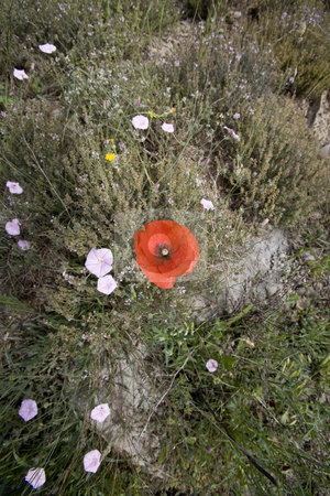To use this stock image in your creative project, please select the size you need over to the right and click the "Add to Cart" button.
Your downloaded image will come with the Cutcaster watermark removed so don’t worry about the watermark you see on this page. Wild poppy flowers in spring stock photo, Wild poppy and meadow flowers in spring by Mark Yuill