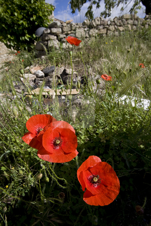 To use this stock image in your creative project, please select the size you need over to the right and click the "Add to Cart" button.
Your downloaded image will come with the Cutcaster watermark removed so don’t worry about the watermark you see on this page. Wild poppy flowers in spring stock photo, Wild poppy and meadow flowers in spring by Mark Yuill
