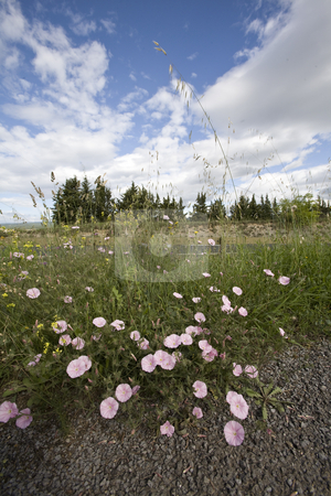 To use this stock image in your creative project, please select the size you need over to the right and click the "Add to Cart" button.
Your downloaded image will come with the Cutcaster watermark removed so don’t worry about the watermark you see on this page. Wild spring flowers by a roadside stock photo, Wild spring flowers by a french roadside by Mark Yuill