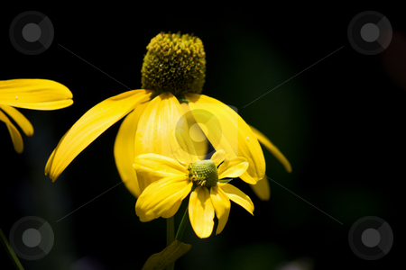 To use this stock image in your creative project, please select the size you need over to the right and click the "Add to Cart" button.
Your downloaded image will come with the Cutcaster watermark removed so don’t worry about the watermark you see on this page. Yellow coneflower stock photo, Close up of a bright yellow coneflower by Lee Barnwell