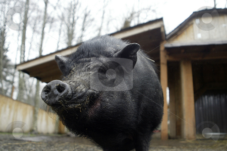 To use this stock image in your creative project, please select the size you need over to the right and click the "Add to Cart" button.
Your downloaded image will come with the Cutcaster watermark removed so don’t worry about the watermark you see on this page. Pot Belly Pig stock photo, February 26, 2004 : A Pot Belly Pig gets up in close hoping to ge ta treat while staying at the Bainbridge Island Animal Sanctuary. Animals rescued or found injured are taken to this animal sanctuary until a home can be provide in Kitsap County, Washington. by Jesse Beals