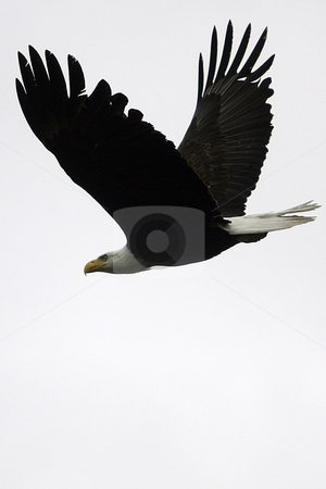 To use this stock image in your creative project, please select the size you need over to the right and click the "Add to Cart" button.
Your downloaded image will come with the Cutcaster watermark removed so don’t worry about the watermark you see on this page. Bald Eagle stock photo, July 4, 2004 : A fully grown Bald Eagle could be seen flying overs Dyes Inlet around Lions Park in Bremerton, Washington. Eagles are seen along the shoreline looking for food to eat through out the year. by Jesse Beals