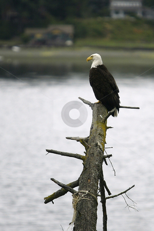To use this stock image in your creative project, please select the size you need over to the right and click the "Add to Cart" button.
Your downloaded image will come with the Cutcaster watermark removed so don’t worry about the watermark you see on this page. Bald Eagle stock photo, July 4, 2004 : A fully grown Bald Eagle could be seen resting on a Douglis Fur tree along the shores of Dyes Inlet around Lions Park in Bremerton, Washington. Eagles are seen along the shoreline looking for food to eat through out the year. by Jesse Beals