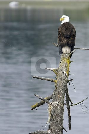 To use this stock image in your creative project, please select the size you need over to the right and click the "Add to Cart" button.
Your downloaded image will come with the Cutcaster watermark removed so don’t worry about the watermark you see on this page. Bald Eagle stock photo, July 4, 2004 : A fully grown Bald Eagle could be seen resting on a Douglis Fur tree along the shores of Dyes Inlet around Lions Park in Bremerton, Washington. Eagles are seen along the shoreline looking for food to eat through out the year. by Jesse Beals