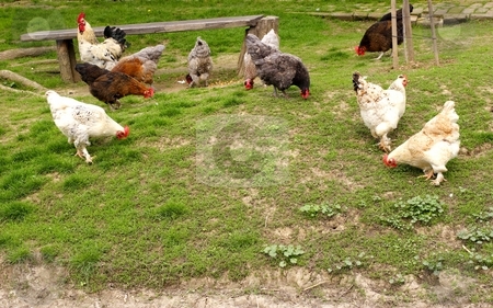 To use this stock image in your creative project, please select the size you need over to the right and click the "Add to Cart" button.
Your downloaded image will come with the Cutcaster watermark removed so don’t worry about the watermark you see on this page. Chickens stock photo, Chickens in yard by Mark Yuill