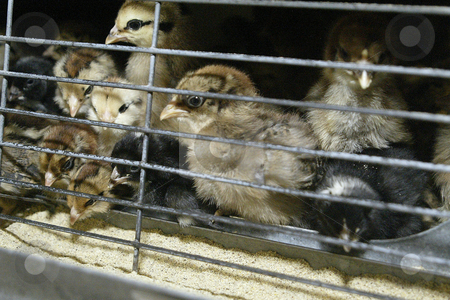 To use this stock image in your creative project, please select the size you need over to the right and click the "Add to Cart" button.
Your downloaded image will come with the Cutcaster watermark removed so don’t worry about the watermark you see on this page. Baby Chickens stock photo, April 7,2004 : Baby chickens peak out of their cage as they eat chick feed. The chickens will be sold to farmers and local community members around Easter time in Silverdale, Washington. by Jesse Beals