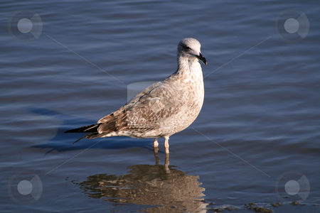 To use this stock image in your creative project, please select the size you need over to the right and click the "Add to Cart" button.
Your downloaded image will come with the Cutcaster watermark removed so don’t worry about the watermark you see on this page. Seagull into the water stock photo, Seagull into the water by Paulo Resende