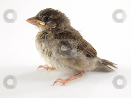 To use this stock image in your creative project, please select the size you need over to the right and click the "Add to Cart" button.
Your downloaded image will come with the Cutcaster watermark removed so don’t worry about the watermark you see on this page. Sparrow stock photo, Sparrow isolated on white by Paulo Resende