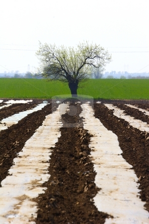 To use this stock image in your creative project, please select the size you need over to the right and click the "Add to Cart" button.
Your downloaded image will come with the Cutcaster watermark removed so don’t worry about the watermark you see on this page. Tree and farmland stock photo, Lone tree and farmland by Mark Yuill