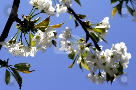 To use this stock image in your creative project, please select the size you need over to the right and click the "Add to Cart" button.
Your downloaded image will come with the Cutcaster watermark removed so don’t worry about the watermark you see on this page. Cherry blossom stock photo, Cherry blossom on tree by Mark Yuill