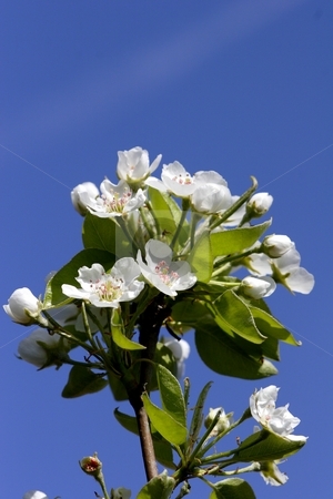 To use this stock image in your creative project, please select the size you need over to the right and click the "Add to Cart" button.
Your downloaded image will come with the Cutcaster watermark removed so don’t worry about the watermark you see on this page. Pear blossom stock photo, Pear blossom on tree by Mark Yuill