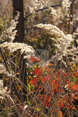 To use this stock image in your creative project, please select the size you need over to the right and click the "Add to Cart" button.
Your downloaded image will come with the Cutcaster watermark removed so don’t worry about the watermark you see on this page. Wild mountain plants stock photo, Wild mountain plants in early winter by Mark Yuill