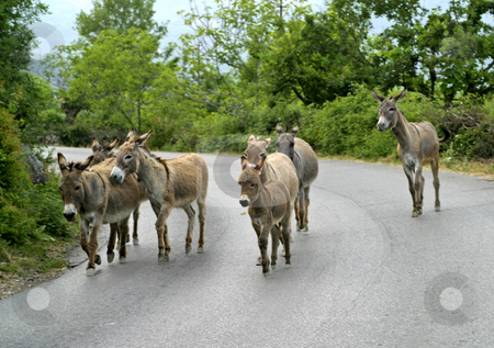 To use this stock image in your creative project, please select the size you need over to the right and click the "Add to Cart" button.
Your downloaded image will come with the Cutcaster watermark removed so don’t worry about the watermark you see on this page. Pack of mules on road stock photo, Pack of mules on road in montenegro by Mark Yuill