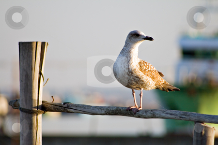 To use this stock image in your creative project, please select the size you need over to the right and click the "Add to Cart" button.
Your downloaded image will come with the Cutcaster watermark removed so don’t worry about the watermark you see on this page. Seagull in pillar stock photo, Seagull in pillar by Paulo Resende