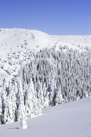 To use this stock image in your creative project, please select the size you need over to the right and click the "Add to Cart" button.
Your downloaded image will come with the Cutcaster watermark removed so don’t worry about the watermark you see on this page. Snow covered pine trees the mountain side stock photo, Kopaonik mountains in winter by Mark Yuill