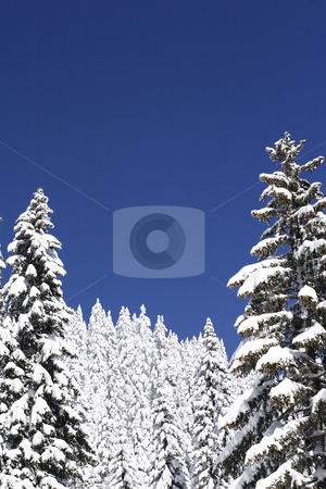 To use this stock image in your creative project, please select the size you need over to the right and click the "Add to Cart" button.
Your downloaded image will come with the Cutcaster watermark removed so don’t worry about the watermark you see on this page. Snow covered mountain and trees stock photo, Winter view of snow covered mountain and trees by Mark Yuill
