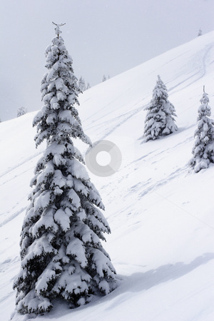 To use this stock image in your creative project, please select the size you need over to the right and click the "Add to Cart" button.
Your downloaded image will come with the Cutcaster watermark removed so don’t worry about the watermark you see on this page. Fir tree with snow stock photo, Fir tree on mountain side by Mark Yuill
