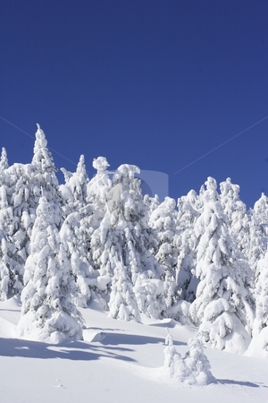 To use this stock image in your creative project, please select the size you need over to the right and click the "Add to Cart" button.
Your downloaded image will come with the Cutcaster watermark removed so don’t worry about the watermark you see on this page. Snow covered fir tree stock photo, Snow covered fir tree and blue sky by Mark Yuill