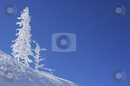 To use this stock image in your creative project, please select the size you need over to the right and click the "Add to Cart" button.
Your downloaded image will come with the Cutcaster watermark removed so don’t worry about the watermark you see on this page. Ice covered pine tree stock photo, Ice covered pine tree against the blue sky by Mark Yuill