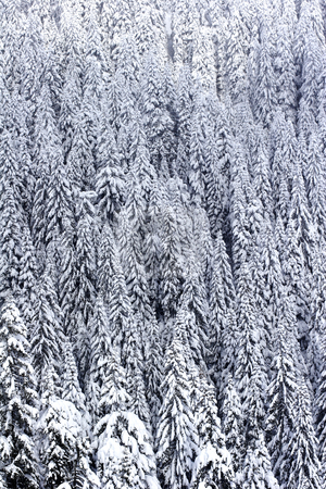 To use this stock image in your creative project, please select the size you need over to the right and click the "Add to Cart" button.
Your downloaded image will come with the Cutcaster watermark removed so don’t worry about the watermark you see on this page. Snow covered pine tree forest stock photo, Pine tree forest covered with snow by Mark Yuill