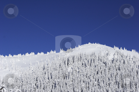 To use this stock image in your creative project, please select the size you need over to the right and click the "Add to Cart" button.
Your downloaded image will come with the Cutcaster watermark removed so don’t worry about the watermark you see on this page. Snow covered mountain with pine trees stock photo, Snow covered mountain with pine trees and cloudless blue sky by Mark Yuill