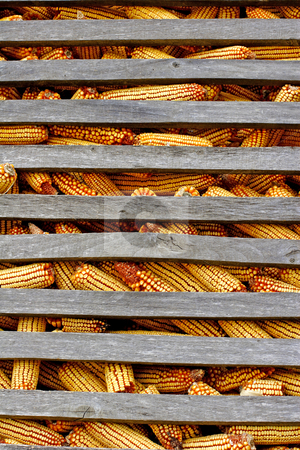 To use this stock image in your creative project, please select the size you need over to the right and click the "Add to Cart" button.
Your downloaded image will come with the Cutcaster watermark removed so don’t worry about the watermark you see on this page. Organic corn feed stored for winter stock photo, Organic corn animal feed stored for winter by Mark Yuill