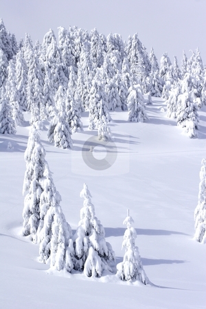 To use this stock image in your creative project, please select the size you need over to the right and click the "Add to Cart" button.
Your downloaded image will come with the Cutcaster watermark removed so don’t worry about the watermark you see on this page. Pine trees in winter stock photo, Pine trees in winter on mountain by Mark Yuill