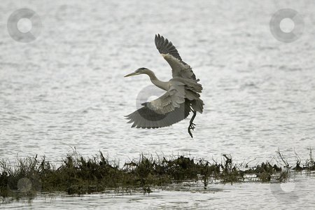 To use this stock image in your creative project, please select the size you need over to the right and click the "Add to Cart" button.
Your downloaded image will come with the Cutcaster watermark removed so don’t worry about the watermark you see on this page. Grey Heron stock photo, March 16, 2004 : A Grey Heron lands on some overgrown plants along the shore bank of Lions Park in Bremerton, Washington. by Jesse Beals
