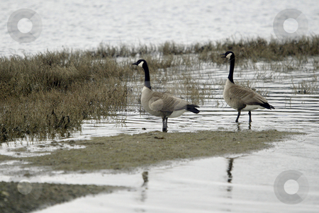 To use this stock image in your creative project, please select the size you need over to the right and click the "Add to Cart" button.
Your downloaded image will come with the Cutcaster watermark removed so don’t worry about the watermark you see on this page. Two Canadian Geese stock photo, March 16, 2004 : Two Canadian Geese walk along the shore bank of Lions Park in Bremerton, Washington looking for insects to eat.. by Jesse Beals