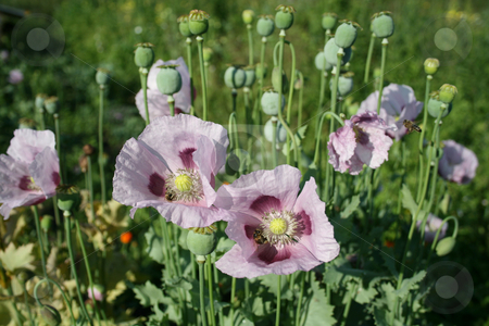 To use this stock image in your creative project, please select the size you need over to the right and click the "Add to Cart" button.
Your downloaded image will come with the Cutcaster watermark removed so don’t worry about the watermark you see on this page. The blooming of the the poppy flowers. stock photo, The blooming of the the poppy flowers with rosy petals on the green background. by Viachaslau Barysevich