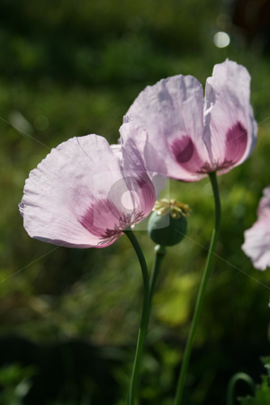 To use this stock image in your creative project, please select the size you need over to the right and click the "Add to Cart" button.
Your downloaded image will come with the Cutcaster watermark removed so don’t worry about the watermark you see on this page. The blooming of the the poppy flowers. stock photo, The blooming of the the poppy flowers with rosy petals on the green background. by Viachaslau Barysevich