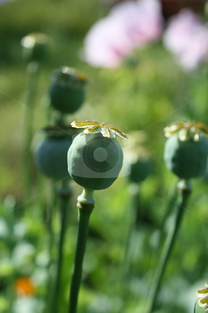 To use this stock image in your creative project, please select the size you need over to the right and click the "Add to Cart" button.
Your downloaded image will come with the Cutcaster watermark removed so don’t worry about the watermark you see on this page. The capsule with the seeds of the the poppy flowers. stock photo, The capsule with the seeds of the the poppy flowers. by Viachaslau Barysevich