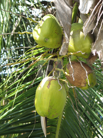 To use this stock image in your creative project, please select the size you need over to the right and click the "Add to Cart" button.
Your downloaded image will come with the Cutcaster watermark removed so don’t worry about the watermark you see on this page. Green coconut in a tree stock photo, Green coconut in a tree by Mbudley Mbudley