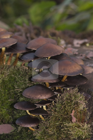 To use this stock image in your creative project, please select the size you need over to the right and click the "Add to Cart" button.
Your downloaded image will come with the Cutcaster watermark removed so don’t worry about the watermark you see on this page. Mushrooms on Forest Floor stock photo, Closeup photo of mushrooms on the forest floor during the Fall by Inge Schepers