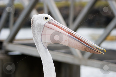 To use this stock image in your creative project, please select the size you need over to the right and click the "Add to Cart" button.
Your downloaded image will come with the Cutcaster watermark removed so don’t worry about the watermark you see on this page. Pelican stock photo, Pelican head shot by Nicholas Rjabow