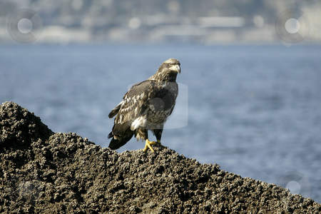 To use this stock image in your creative project, please select the size you need over to the right and click the "Add to Cart" button.
Your downloaded image will come with the Cutcaster watermark removed so don’t worry about the watermark you see on this page. Golden Eagle resting stock photo, February 26, 2004 : A young Golden Eagle could be scene resting on a barnacle filled rock in Port Orchard, Washington. by Jesse Beals