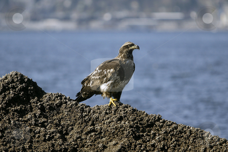 To use this stock image in your creative project, please select the size you need over to the right and click the "Add to Cart" button.
Your downloaded image will come with the Cutcaster watermark removed so don’t worry about the watermark you see on this page. Golden Eagle sitting stock photo, February 26, 2004 : A young Golden Eagle could be scene resting on a barnacle filled rock in Port Orchard, Washington. by Jesse Beals