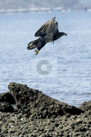 To use this stock image in your creative project, please select the size you need over to the right and click the "Add to Cart" button.
Your downloaded image will come with the Cutcaster watermark removed so don’t worry about the watermark you see on this page. Golden Eagle landing stock photo, February 26, 2004 : A young Golden Eagle takes flight after resting on a the beach in Port Orchard, Washington. by Jesse Beals