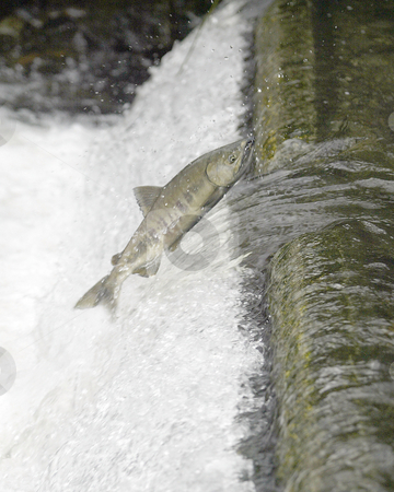 To use this stock image in your creative project, please select the size you need over to the right and click the "Add to Cart" button.
Your downloaded image will come with the Cutcaster watermark removed so don’t worry about the watermark you see on this page. Chum Salmon Run stock photo, November 15, 2004: Chum Salmon attempt to make their way up the Chico Creek fish ladder during the late November Salmon run in Chico, Washington. by Jesse Beals