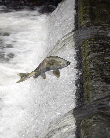 To use this stock image in your creative project, please select the size you need over to the right and click the "Add to Cart" button.
Your downloaded image will come with the Cutcaster watermark removed so don’t worry about the watermark you see on this page. Chum Salmon Run stock photo, November 15, 2004: Chum Salmon attempt to make their way up the Chico Creek fish ladder during the late November Salmon run in Chico, Washington. by Jesse Beals