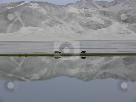 To use this stock image in your creative project, please select the size you need over to the right and click the "Add to Cart" button.
Your downloaded image will come with the Cutcaster watermark removed so don’t worry about the watermark you see on this page. Mirrored Yaks stock photo, Yaks are mirrored in the lake as they traverse a strip of green in front of Kumtagh, the great sandy mountain in Xinjiang, Western China by Martin Darley
