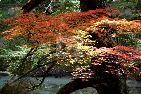 To use this stock image in your creative project, please select the size you need over to the right and click the "Add to Cart" button.
Your downloaded image will come with the Cutcaster watermark removed so don’t worry about the watermark you see on this page. Sunlight on Maple stock photo, Dappled sunlight strikes a young Japanese maple in its Autumnal colours. Kamikochi, Nagano Prefecture, Japan. by Martin Darley
