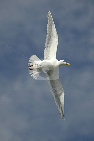 To use this stock image in your creative project, please select the size you need over to the right and click the "Add to Cart" button.
Your downloaded image will come with the Cutcaster watermark removed so don’t worry about the watermark you see on this page. Seagull stock photo, July 17, 2008 : A Seagull follows behind the Washington State Ferry in hopes of getting fed pop corn from riders riding the boat from Bremerton to Seattle, Washington. by Jesse Beals