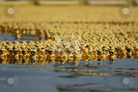 To use this stock image in your creative project, please select the size you need over to the right and click the "Add to Cart" button.
Your downloaded image will come with the Cutcaster watermark removed so don’t worry about the watermark you see on this page. Rubber Duck Race stock photo, July 24,2004 : Thousands of Whaling Days rubber ducks made their way to the shore of Silverdale park. The first duck to reach shore that was purchased by a community member would be worth a new truck. All the money made from the annual Whaling Days Duck Race goes back to the community of Silverdale, Washington. by Jesse Beals