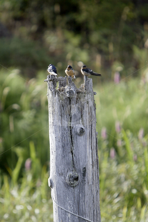 To use this stock image in your creative project, please select the size you need over to the right and click the "Add to Cart" button.
Your downloaded image will come with the Cutcaster watermark removed so don’t worry about the watermark you see on this page. Juvenile Sparrows stock photo, July 6, 2004 : A group of juvenile Sparrows rest on a old tree stump sticking out of the water at Wild Cat Lake in Seabeck, Washington. by Jesse Beals