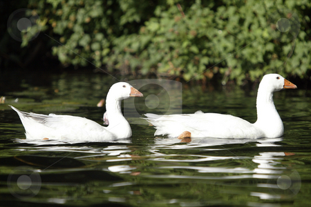 To use this stock image in your creative project, please select the size you need over to the right and click the "Add to Cart" button.
Your downloaded image will come with the Cutcaster watermark removed so don’t worry about the watermark you see on this page. White Geese stock photo, July 6, 2004 : White Geese could be seen swimming through the lilly pads of Wild Cat Lake in Seabeck, Washington. Geese come back every spring and summer and make home on this lake. by Jesse Beals