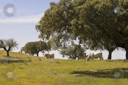 To use this stock image in your creative project, please select the size you need over to the right and click the "Add to Cart" button.
Your downloaded image will come with the Cutcaster watermark removed so don’t worry about the watermark you see on this page. Spring landscape stock photo, Two cows in a green field in Alentejo, Portugal by Paulo Resende