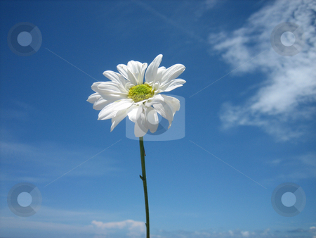To use this stock image in your creative project, please select the size you need over to the right and click the "Add to Cart" button.
Your downloaded image will come with the Cutcaster watermark removed so don’t worry about the watermark you see on this page. Daisy in the sky clouds stock photo, Daisy at the beach, in the sky with clouds by Tom Falco