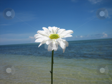 To use this stock image in your creative project, please select the size you need over to the right and click the "Add to Cart" button.
Your downloaded image will come with the Cutcaster watermark removed so don’t worry about the watermark you see on this page. Daisy stock photo, Daisy at the beach by Tom Falco